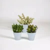 La Green Touch Cactus Et Plantes Grasses | - Coffret crassula et ses caches-pots blancs - lot de 3 plantes, h18cm