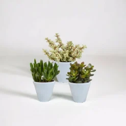 La Green Touch Cactus Et Plantes Grasses | - Coffret crassula et ses caches-pots blancs - lot de 3 plantes, h18cm