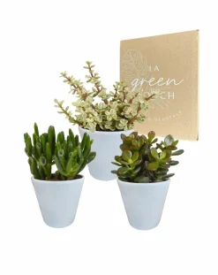La Green Touch Cactus Et Plantes Grasses | - Coffret crassula et ses caches-pots blancs - lot de 3 plantes, h18cm