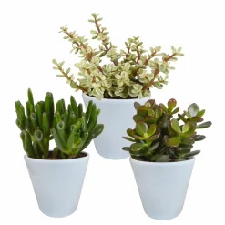 La Green Touch Cactus Et Plantes Grasses | - Coffret crassula et ses caches-pots blancs - lot de 3 plantes, h18cm