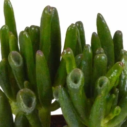 La Green Touch Cactus Et Plantes Grasses | - Coffret crassula et ses caches-pots blancs - lot de 3 plantes, h18cm