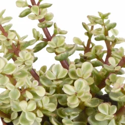La Green Touch Cactus Et Plantes Grasses | - Coffret crassula et ses caches-pots blancs - lot de 3 plantes, h18cm