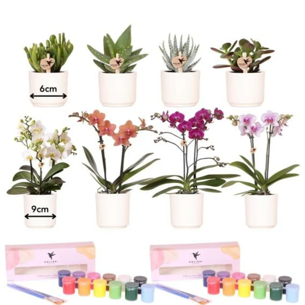 La Green Touch - Coffret créatif visionnaire 8 : orchidées & succulentes Hot