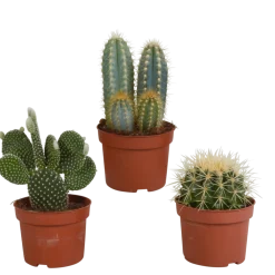 La Green Touch - Coffret de cactus & succulentes Clearance