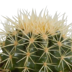 La Green Touch - Coffret de cactus & succulentes Clearance