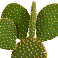 La Green Touch - Coffret de cactus & succulentes Clearance