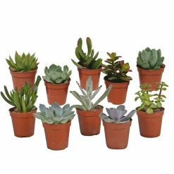La Green Touch - Coffret de cactus & succulentes Discount
