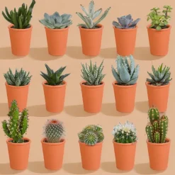 La Green Touch Cactus Et Plantes Grasses | - Coffret de 15 cactus et succulente + caches-pots terracotta