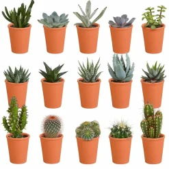 La Green Touch Cactus Et Plantes Grasses | - Coffret de 15 cactus et succulente + caches-pots terracotta