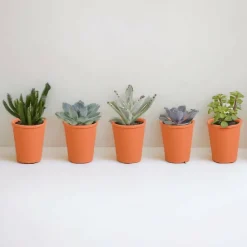 La Green Touch Cactus Et Plantes Grasses | - Coffret de 15 cactus et succulente + caches-pots terracotta