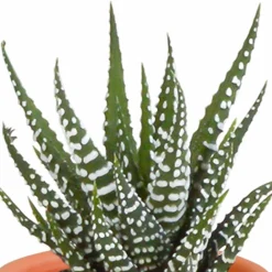 La Green Touch Cactus Et Plantes Grasses | - Coffret de 15 cactus et succulente + caches-pots terracotta