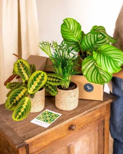 La Green Touch - Coffret de plantes pets friendly cm - plante d'intérieur Discount