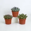 La Green Touch Cactus Et Plantes Grasses | - Coffret echeveria - lot de 3 plantes, h21cm