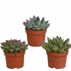 La Green Touch Cactus Et Plantes Grasses | - Coffret echeveria - lot de 3 plantes, h21cm