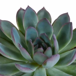 La Green Touch Cactus Et Plantes Grasses | - Coffret echeveria - lot de 3 plantes, h21cm