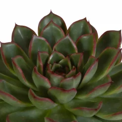 La Green Touch Cactus Et Plantes Grasses | - Coffret echeveria - lot de 3 plantes, h21cm