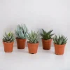 La Green Touch Cactus Et Plantes Grasses | - Coffret gasteria, haworthia - lot de 5 plantes, h13cm