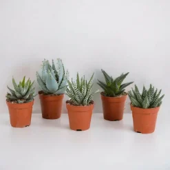 La Green Touch Cactus Et Plantes Grasses | - Coffret gasteria, haworthia - lot de 5 plantes, h13cm