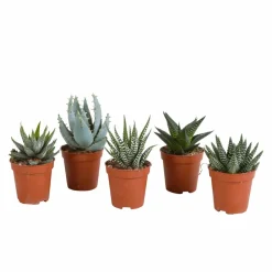 La Green Touch Cactus Et Plantes Grasses | - Coffret gasteria, haworthia - lot de 5 plantes, h13cm