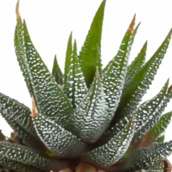 La Green Touch Cactus Et Plantes Grasses | - Coffret gasteria, haworthia - lot de 5 plantes, h13cm