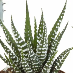 La Green Touch Cactus Et Plantes Grasses | - Coffret gasteria, haworthia - lot de 5 plantes, h13cm