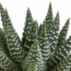 La Green Touch Cactus Et Plantes Grasses | - Coffret gasteria, haworthia - lot de 5 plantes, h13cm