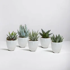 La Green Touch - Coffret gasteria, haworthia et ses caches-pots blancs - lot de 5 plantes, h13cm Online