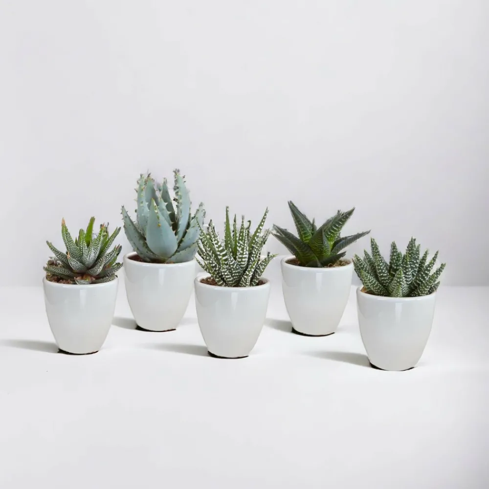 La Green Touch - Coffret gasteria, haworthia et ses caches-pots blancs - lot de 5 plantes, h13cm Online