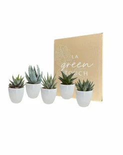 La Green Touch - Coffret gasteria, haworthia et ses caches-pots blancs - lot de 5 plantes, h13cm Online