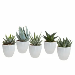La Green Touch - Coffret gasteria, haworthia et ses caches-pots blancs - lot de 5 plantes, h13cm Online
