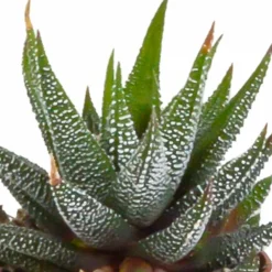 La Green Touch - Coffret gasteria, haworthia et ses caches-pots blancs - lot de 5 plantes, h13cm Online