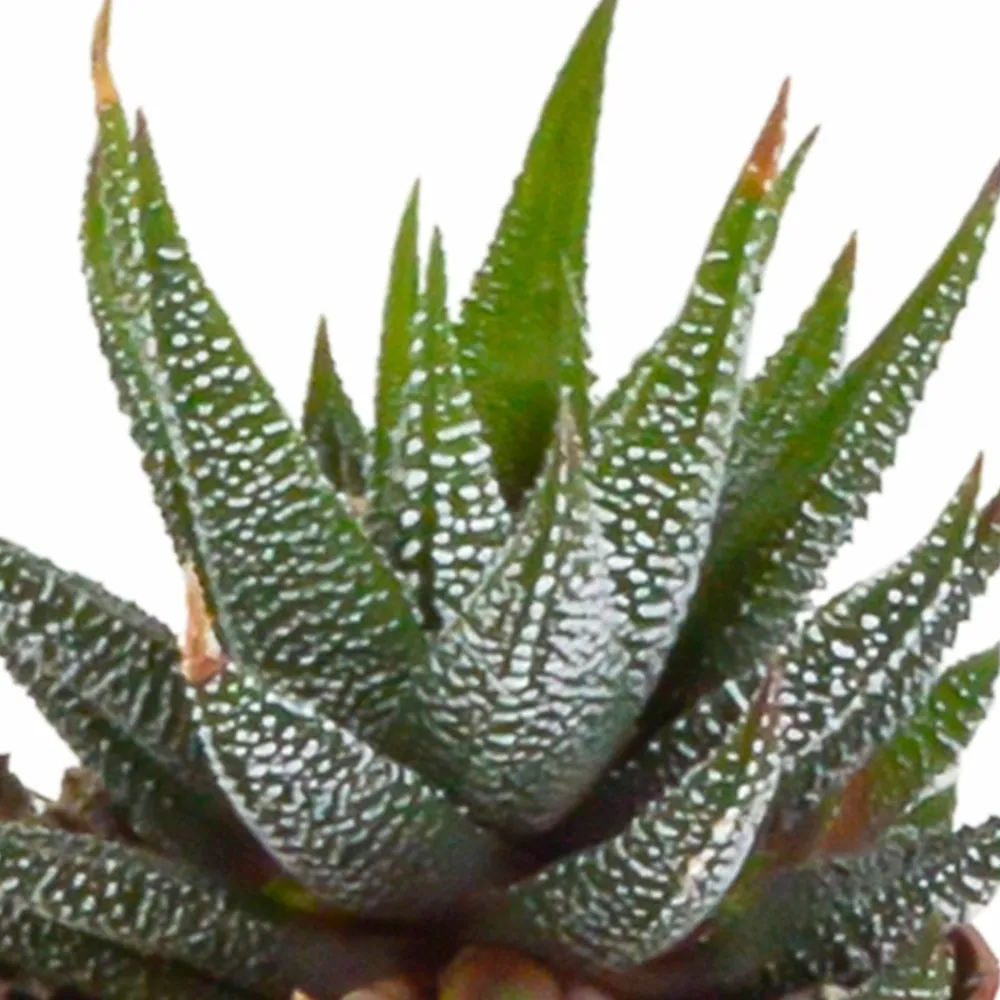 La Green Touch - Coffret gasteria, haworthia et ses caches-pots blancs - lot de 5 plantes, h13cm Online