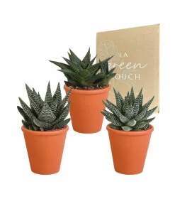 La Green Touch - Coffret gasteria, haworthia et ses caches-pots terracotta - lot de 3 plantes, h18cm
