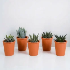 La Green Touch - Coffret gasteria, haworthia et ses caches-pots terracotta - lot de 5 plantes, h13cm Discount