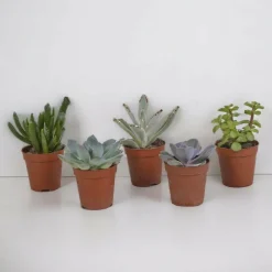 La Green Touch - Coffret succulente - lot de 5 plantes h13cm Best
