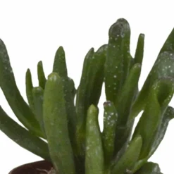 La Green Touch - Coffret succulente - lot de 5 plantes h13cm Best