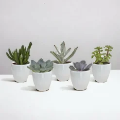 La Green Touch - Coffret succulente & cactus + caches-pots blancs New
