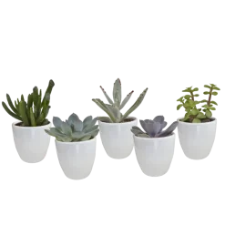 La Green Touch - Coffret succulente & cactus + caches-pots blancs New