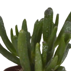 La Green Touch - Coffret succulente & cactus + caches-pots blancs New