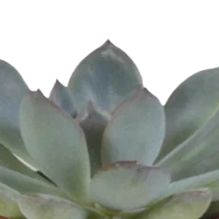 La Green Touch - Coffret succulente & cactus + caches-pots blancs New