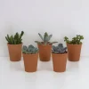 La Green Touch - Coffret succulente et ses pots terracotta - lot de 5 plantes, h13cm Outlet