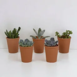 La Green Touch - Coffret succulente et ses pots terracotta - lot de 5 plantes, h13cm Outlet