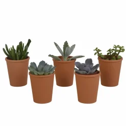 La Green Touch - Coffret succulente et ses pots terracotta - lot de 5 plantes, h13cm Outlet