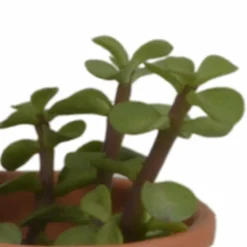 La Green Touch - Coffret succulente et ses pots terracotta - lot de 5 plantes, h13cm Outlet