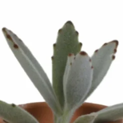 La Green Touch - Coffret succulente et ses pots terracotta - lot de 5 plantes, h13cm Outlet