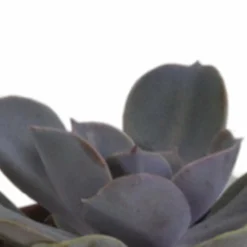 La Green Touch - Coffret succulente et ses pots terracotta - lot de 5 plantes, h13cm Outlet