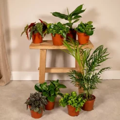La Green Touch - Coffret surprise - plantes d'intérieur 30cm - plante d'intérieur Outlet
