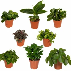 La Green Touch - Coffret surprise - plantes d'intérieur 30cm - plante d'intérieur Outlet