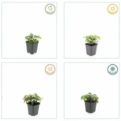 La Green Touch Plantes Vivaces | - Cornouiller du canada x60 – entre 3,75 et 5m2