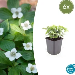 La Green Touch - Cornouiller du canada x6 – entre 0,38 et 0,5m2 Sale